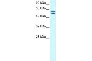 WB Suggested Anti-FLJ23436 Antibody Titration:  1. (ZNF768 anticorps  (N-Term))