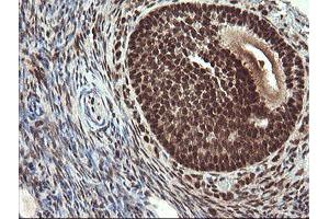 Image no. 8 for anti-Replication Factor C (Activator 1) 2, 40kDa (RFC2) (AA 1-234) antibody (ABIN1490617)