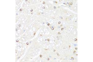 Immunohistochemistry of paraffin-embedded mouse brain using POLR2B antibody (ABIN5973522) at dilution of 1/100 (40x lens). (POLR2B anticorps)