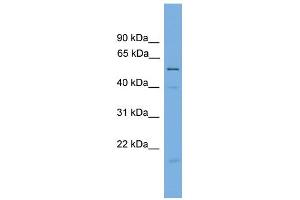 WB Suggested Anti-BECN1 Antibody Titration: 0. (Beclin 1 anticorps  (Middle Region))