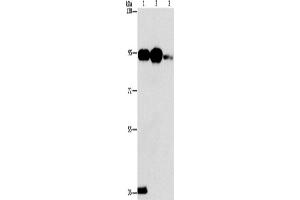 Western Blotting (WB) image for anti-Phospholipase A2, Group IVB (Cytosolic) (PLA2G4B) antibody (ABIN2432875) (PLA2G4B anticorps)