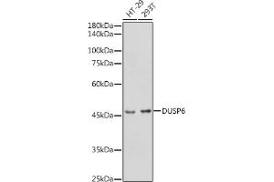 Western blot analysis of extracts of various cell lines, using DUSP6 antibody (ABIN3017520, ABIN3017521, ABIN3017522 and ABIN6220131) at 1:1000 dilution. (DUSP6 anticorps  (AA 1-170))