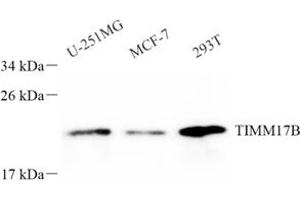 Western blot analysis of TIMM17B (ABIN7075982) at dilution of 1: 800