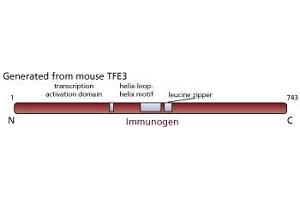 anti-Transcription Factor E3 (TFE3) antibody