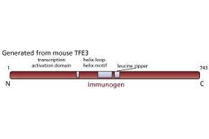 Image no. 1 for anti-Transcription Factor E3 (TFE3) antibody (ABIN967449) (TFE3 anticorps)