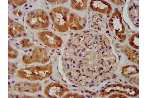 IHC image of ABIN7170348 diluted at 1:600 and staining in paraffin-embedded human kidney tissue performed on a Leica BondTM system.