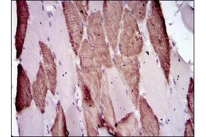 Immunohistochemical analysis of paraffin-embedded muscle tissues using Lplunc1 mouse mAb with DAB staining. (BPIFB1 anticorps)