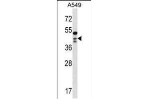 Western blot analysis in A549 cell line lysates (35ug/lane). (OBFC1 anticorps  (C-Term))