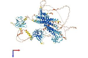 AlphaFold protein structure predicition of Mouse Recombinant Radil Protein, UniprotID Q69Z89