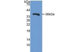 Detection of Recombinant SIRT4, Mouse using Polyclonal Antibody to Sirtuin 4 (SIRT4) (SIRT4 anticorps  (AA 26-333))