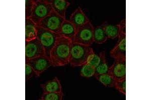 Immunofluorescence analysis of NTERA-2 cells using CRTC3 mouse mAb (green). (CRTC3 anticorps)