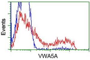 HEK293T cells transfected with either RC212185 overexpress plasmid (Red) or empty vector control plasmid (Blue) were immunostained by anti-VWA5A antibody (ABIN2453787), and then analyzed by flow cytometry. (VWA5A anticorps)