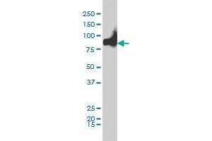 KIF2C monoclonal antibody (M01), clone 1G2 Western Blot analysis of KIF2C expression in Hela S3 NE .