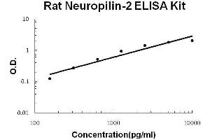 Rat Neuropilin-2 PicoKine ELISA Kit standard curve (NRP2 Kit ELISA)