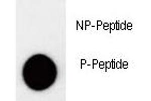 Dot blot analysis of phospho-p27Kip1 antibody.
