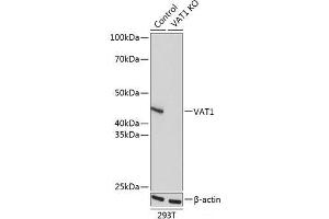 Western blot analysis of extracts from normal (control) and VAT1 knockout (KO) 293T cells using VAT1 Polyclonal Antibody at dilution of 1:1000. (VAT1 anticorps)