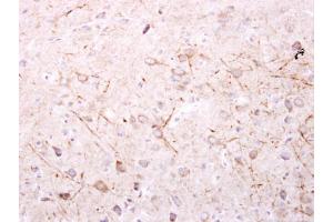 IHC-P Image SPR antibody [N2C3] detects SPR protein at cytosol on mouse fore brain by immunohistochemical analysis.