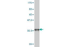 Western Blot detection against Immunogen (33.