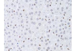 Immunohistochemistry of paraffin-embedded mouse liver using LMNB2 Antibody (ABIN5973877) at dilution of 1/100 (40x lens). (Lamin B2 anticorps)