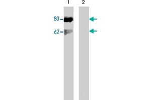 Western blot of Jurkat cells stimulated with calyculin A (100 nM, 30 min) (lane 1) followed by lambda phosphatase (lane 2) treatment. (DOK1 anticorps  (pSer450))