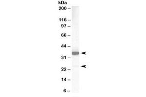 Western blot testing of human lung lysate with MCL1 antibody at 1ug/ml. (MCL-1 anticorps)