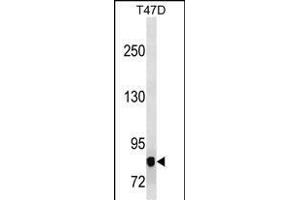 P3K12 Antibody (ABIN1539909 and ABIN2843859) western blot analysis in T47D cell line lysates (35 μg/lane). (MAP3K12 anticorps  (AA 828-859))
