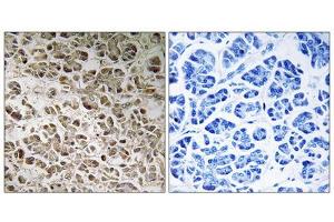 Immunohistochemistry analysis of paraffin-embedded human pancreas tissue using NDUFB1 antibody. (NDUFB1 anticorps  (N-Term))