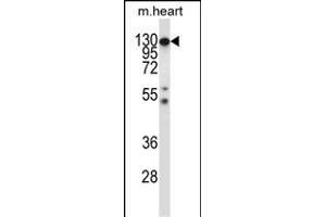 Mouse Csf1r Antibody (C-term) (ABIN657832 and ABIN2846797) western blot analysis in mouse heart tissue lysates (35 μg/lane).