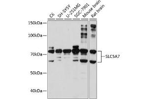 Western blot analysis of extracts of various cell lines, using SLC5 Polyclonal Antibody (ABIN7267643) at 1:1000 dilution. (ChT anticorps  (AA 421-580))
