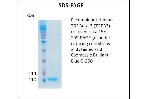 SDS-PAGE (SDS) image for Transforming Growth Factor, beta 3 (TGFB3) (Active) protein (ABIN5508786) (TGFB3 Protéine)