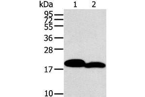 Western Blot analysis of Mouse heart and skin tissue using MYL2 Polyclonal Antibody at dilution of 1:400 (MYL2 anticorps)