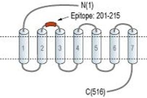 anti-Calcitonin Receptor (CALCR) (1st Extracellular Loop), (AA 201-215) antibody