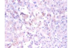 Immunohistochemistry of paraffin-embedded human liver tissue using ABIN7160886 at dilution of 1:100 (NDUFA1 anticorps  (AA 1-70))