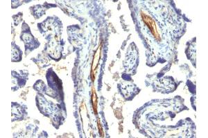 Formalin-fixed, paraffin-embedded human Placenta stained with Podocalyxin Monoclonal Antibody (2A4).