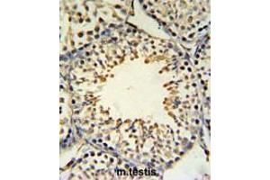 ACBG2 Antibody (Center) IHC analysis in formalin fixed and paraffin embedded mouse testis tissue followed by peroxidase conjugation of the secondary antibody and DAB staining. (ACSBG2 anticorps  (Middle Region))
