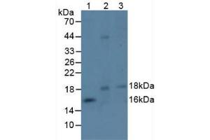 Figure. (EFNA4 anticorps  (AA 1-206))