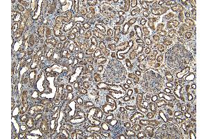 (ABIN335135) (7 μg/mL) staining of paraffin embedded Human Kidney. (EWSR1 anticorps  (Internal Region))