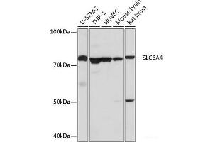 Western blot analysis of extracts of various cell lines using SLC6A4 Polyclonal Antibody at dilution of 1:1000. (SLC6A4 anticorps)