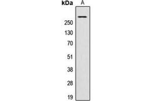 Western blot analysis of AKAP13 expression in HeLa (A) whole cell lysates.