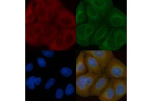 NIPA2 Mouse Monoclonal Antibody staining Hela cells by IF/ICC.