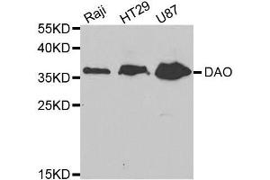 Western blot analysis of extracts of mouse kidney, using DAO antibody. (D Amino Acid Oxidase anticorps  (AA 1-347))