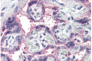 Human Placenta (formalin-fixed, paraffin-embedded) stained with NOTCH3 antibody ABIN337107 at 5 ug/ml followed by biotinylated anti-goat IgG secondary antibody ABIN481715, alkaline phosphatase-streptavidin and chromogen. (NOTCH3 anticorps  (AA 2306-2318))