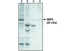 Western blot analysis using anti-3BP2 at 10 µg/ml on recombinant full lenth 3BP2 protein (1), 3BP2 protein minus the PH domain (2), 3BP2 protein minus the PR domain (3) and 3BP2 protein minus the SH2 domain (4). (SH3BP2 anticorps)