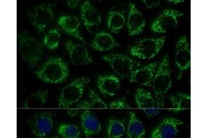 Immunofluorescence analysis of L929 cells using MTIF2 Polyclonal Antibody at dilution of 1:100 (40x lens).