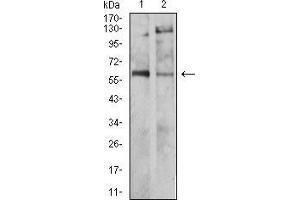 Western blot analysis using TH mouse mAb against SH-SY5Y (1) and PC-12 (2) cell lysate. (TH anticorps  (AA 44-208))