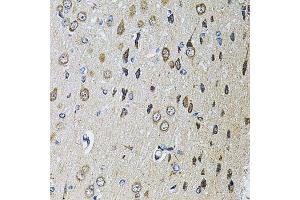 Immunohistochemistry of paraffin-embedded rat brain using PTPRE antibody.