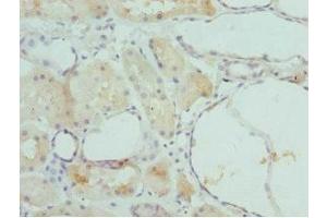 Immunohistochemistry of paraffin-embedded human kidney tissue using ABIN7153202 at dilution of 1:100 (FBP1 anticorps  (AA 1-338))