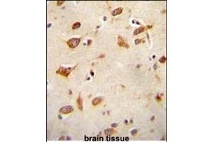 GFRAL antibody (C-term) ABIN655021 immunohistochemistry analysis in formalin fixed and paraffin embedded human brain tissue followed by peroxidase conjugation of the secondary antibody and DAB staining. (GFRAL anticorps  (C-Term))