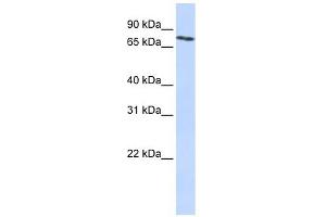 SLCO2B1 antibody used at 1 ug/ml to detect target protein. (SLCO2B1 anticorps  (N-Term))