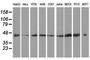 Image no. 7 for anti-DnaJ (Hsp40) Homolog, Subfamily A, Member 2 (DNAJA2) antibody (ABIN1497859) (DNAJA2 anticorps)